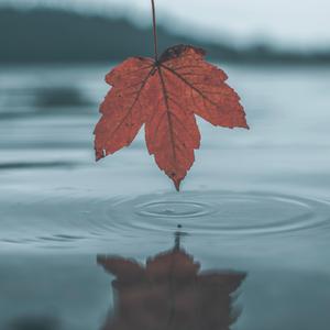 欧美成人免费观看的
